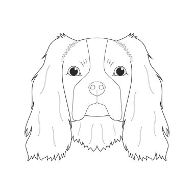 Şövalye Kral Charles Spaniel basit renkli çizgi film çizimi. Beyaz arkaplanda izole