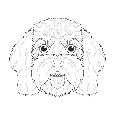 Cavoodle dog kolay renkli vektör çizimi. Beyaz arkaplanda izole