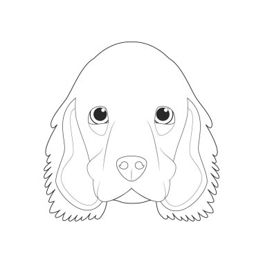 Cocker Spaniel köpeği, basit renkli vektör çizimi. Beyaz arkaplanda izole