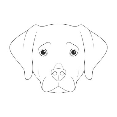 Labrador Retriever köpeği, basit renkli vektör çizimi. Beyaz arkaplanda izole