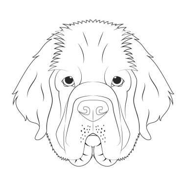 Newfoundland köpeği kolay renkli vektör çizimi. Beyaz arkaplanda izole