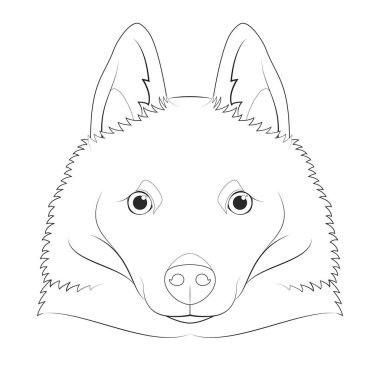 Schipperke köpeği kolay renkli vektör çizimi. Beyaz arkaplanda izole