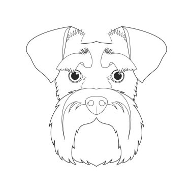 Schnauzer köpeği kolay renkli vektör çizimi. Beyaz arkaplanda izole