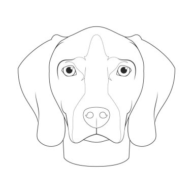 Weimaraner köpeği kolay renkli vektör çizimi. Beyaz arkaplanda izole