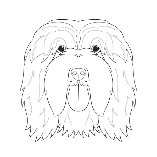 Γενειοφόρος Σκύλος Collie Εύκολο Χρωματισμό Εικονογράφηση Φορέα Κινουμένων Σχεδίων Απομονωμένα — Διανυσματικό Αρχείο