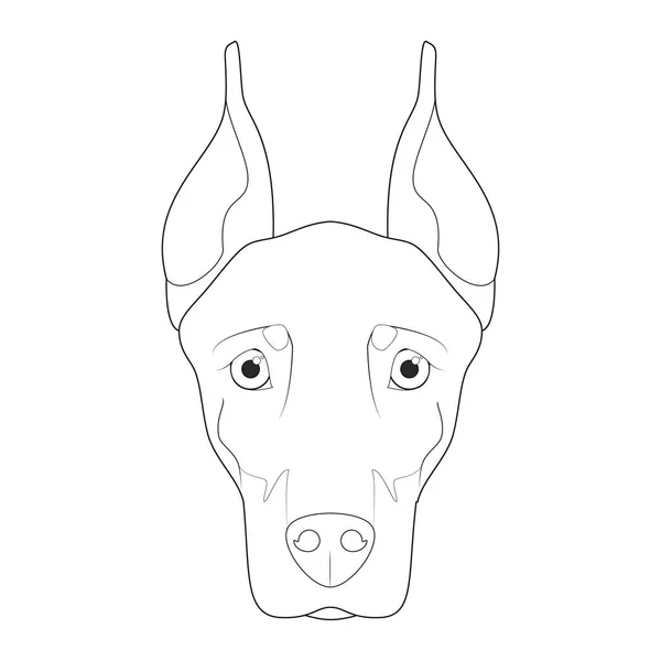 Собака Дюберман Легка Розмальовка Мультфільм Векторні Ілюстрації Ізольовані Білому Тлі — стоковий вектор