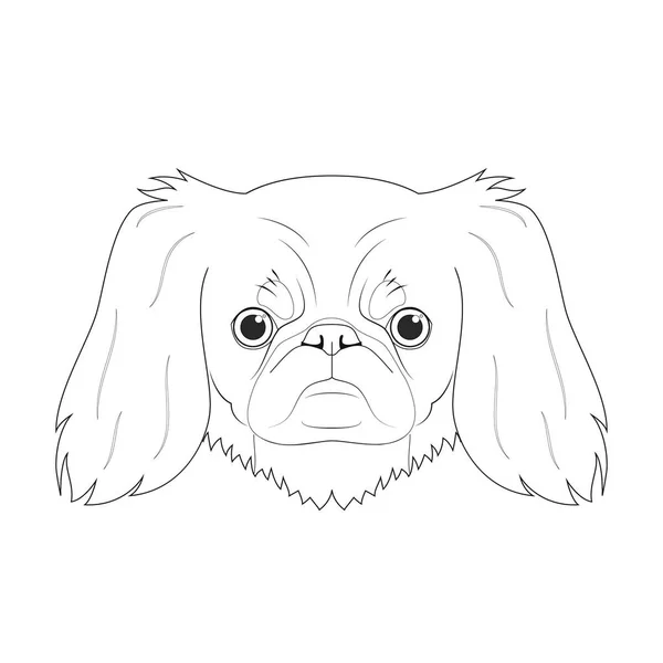 Pekingese犬は簡単に着色漫画のベクトルイラスト 白地に隔離された — ストックベクタ