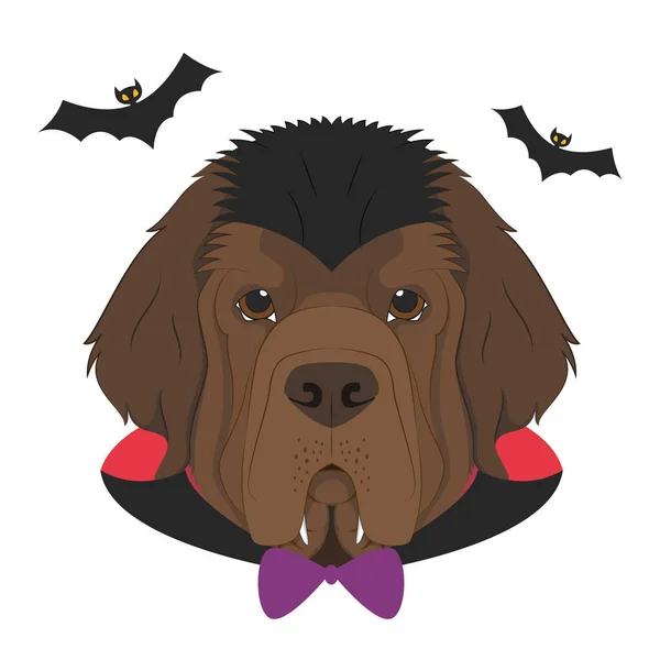 Открытка Хэллоуин Ньюфаундлендская Собака Одетая Вампир Клыками Плащом Пара Летучих — стоковый вектор