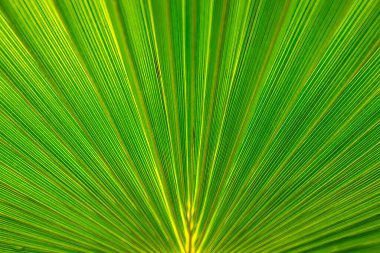 Parlak sen ile yeşil palmiye yaprağı deseni soyutlama