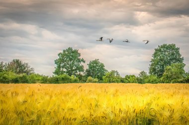 Dört yabani kaz, altın bir tahıl tarlasında uçuyor.