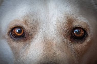 Sarı Labrador Köpeğinin Yoğun Refleksinin Dramatik Aşırı Kapanışı