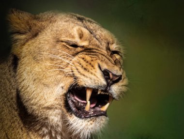 Dişi Asyalı dişi aslan hırlıyor.