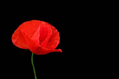 Siyah arka planda kırmızı gelincik çiçek açıyor.