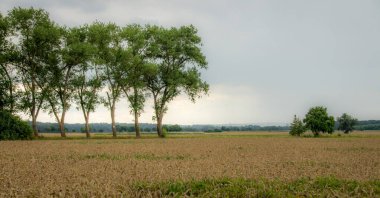 Arpa tarlasında ağaçlar