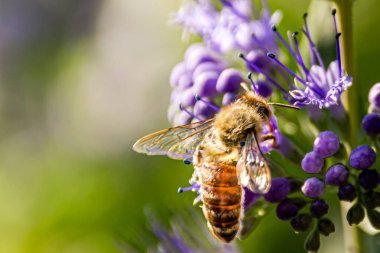 Bal arısı bir çiçekten anket alıyor