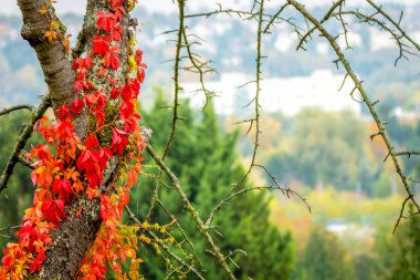 Ağaç gövdesinde yetişen kırmızı asma