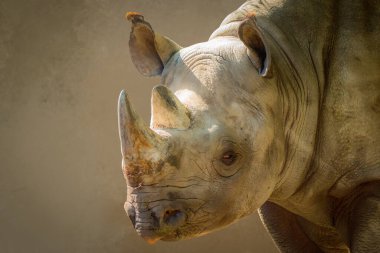 Kahverengi arka planda bir gergedanın yakın plan görüntüsü