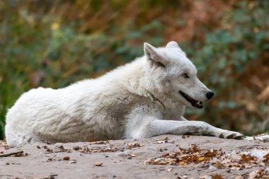 Güneşte yatan bir kutup kurdu.