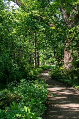 Alman ormanının içinden geçen bir patika.