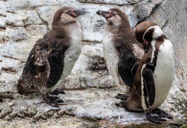 Kayalıklarda duran üç penguene yakın çekim