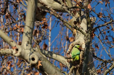 Ağaçta yaşayan bir papağan.