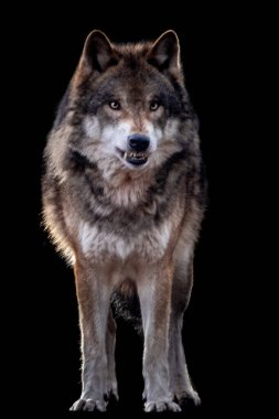 Siyah arka planda hırlayan bir kurt.