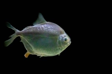 Yalnız yüzen bir pirana.