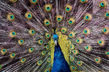 Açık tüylü renkli mavi bir tavus kuşu