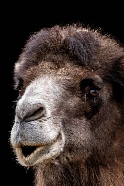 Güzel bir deve portresi