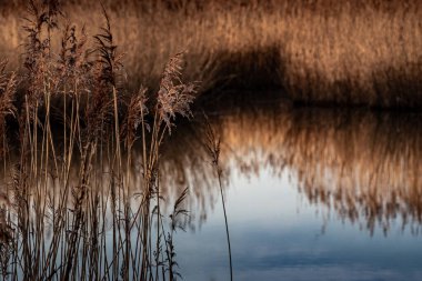 Göl kıyısındaki altın kahverengi bataklık.