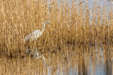 Büyük beyaz balıkçıl bataklık topraklarında yürüyor.