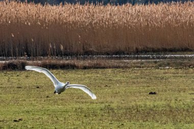 Bataklığın üzerinde uçan bir kuğu.