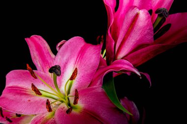 Siyah bir arka planda mor bir zambak çiçeğinin yakın çekimi