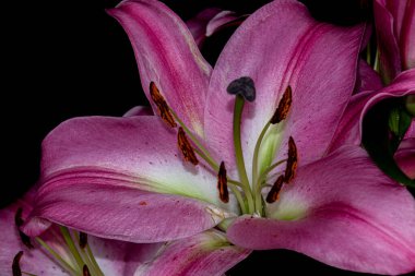 Siyah bir arka planda mor bir zambak çiçeğinin yakın çekimi