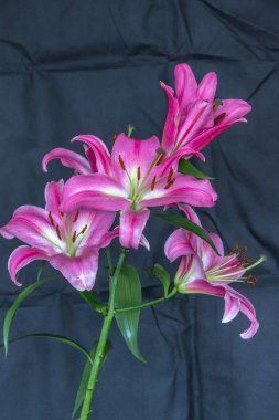 Siyah bir arka planda mor bir zambak çiçeğinin yakın çekimi