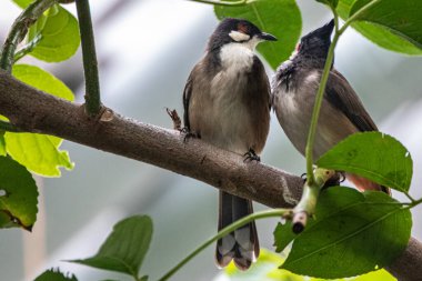 Küçük kırmızı bıyıklı bir bülbül kuşu.
