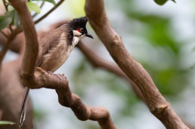 Küçük kırmızı bıyıklı bir bülbül kuşu.