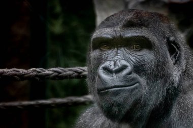 Gümüş sırtlı gorilin güzel bir sanat portresi.