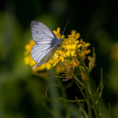 Yrellow çiçeğinin üzerindeki beyaz bir kelebeğin yakın çekimi