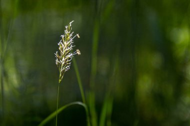 Çayırda çiçek açan bir çim halkası