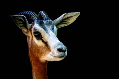 Afrikalı bir Mhorr-ceylan, siyah bir ceylana karşı.