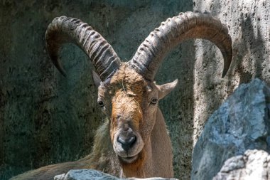 Batı Kafkas Tur 'unun portresi