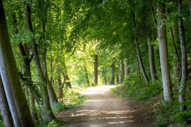Güneşli toprak orman yolu