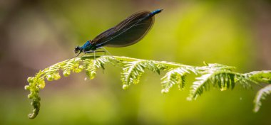 Eğreltiotunda dinlenen bir yusufçuk