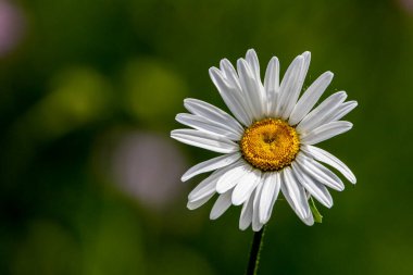 güzel beyaz papatya
