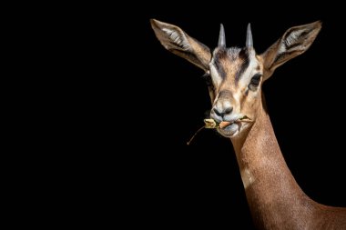 Yaprak yiyen genç bir ceylan.