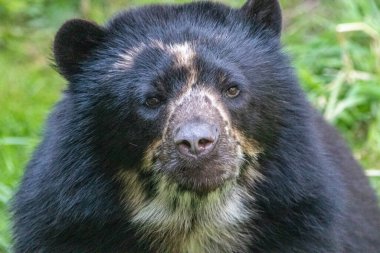 Gözlüklü ayının portresi