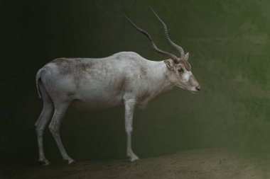 Bir Addax Antilobunun Portresi