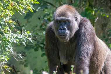 dişi goril portresi