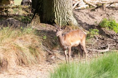 Ormanda bir dişi geyik